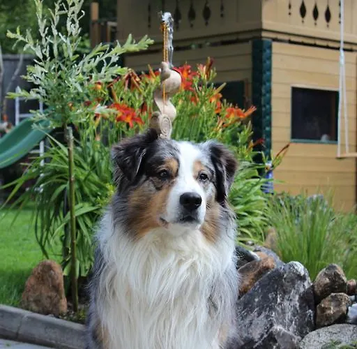 Haus Burgi Daire Maishofen